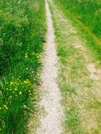 green meadows with a road in the park