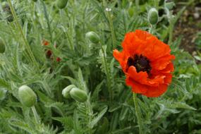 bush of orange poppies with buds close up