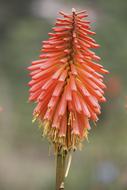 Closeup photo of red Flower Blossom Bloom