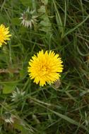 Dandelion Flower Bloom Wild