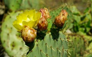 Cactus Quills Thorns