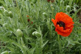 Close-up of the beautiful, red, orange and black poppy flowers and buds in the summer