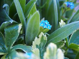 Forget Me Not Spring Time Blue flowers