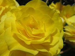 Close-up of the beautiful, blooming, yellow flowers in sunlight