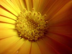 Yellow Marigold flower at Spring
