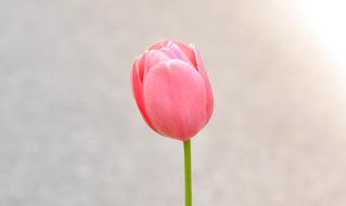 Close-up of the beautiful, pink and red tulip flower of different shades, on the green stem, in light, clipart