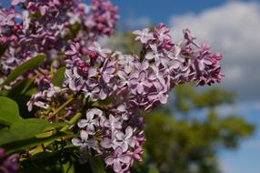 Syren Flower bush at Spring