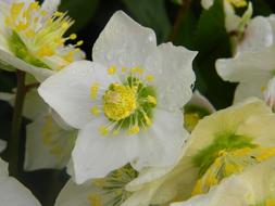 White Rose Christmas Hellebore