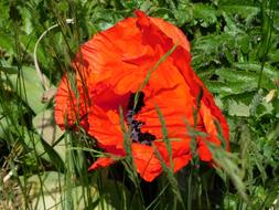 red poppy and green grass
