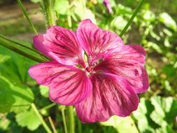 Close-up of the beautiful, blossoming, purple and red wild mallow flower in sunlight, among the green leaves