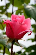 Rose Pink Blossom