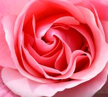 Rose bud Pink Petals