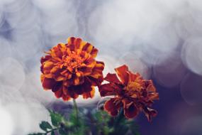 bokeh photo of orange Flowers