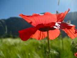 red Poppy Blossom Bloom field