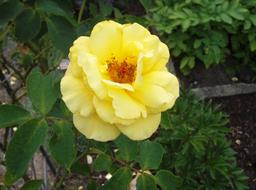 Rose Yellow Blossom at garden