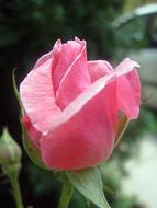 Rose Pink Flower