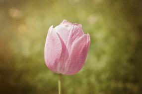 Close-up of the beautiful, pink tulip flower of different shades, above the grass