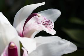 orchid Flower Blossom Bloom