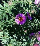 Asters Garden Autumn