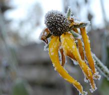 Frost Winter Flower macro photo