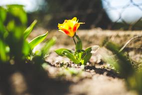 Yellow Tulip Flower on ground at spring