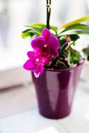 Orchid Flower as a Houseplants