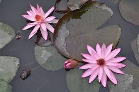 Pink Water Lilies Pond in Vietnam