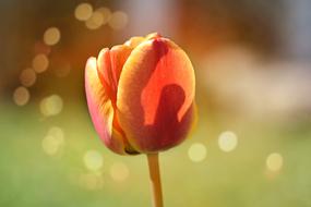 Flower Tulip Blossom