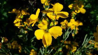 Flowers Yellow Summer