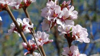 Close-up of the beautiful, blossoming, pink and red Nanking cherry flowers on the branches