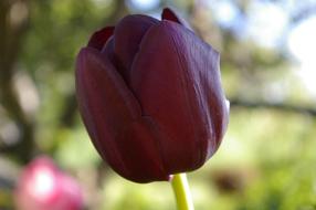 Black Tulip Flower at garden