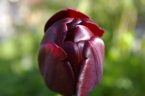 Black Tulip Flower on a blurred background