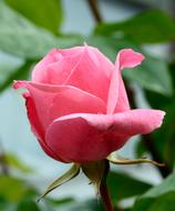 Rose Pink Blossom