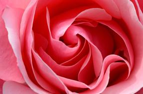 Rose Pink Petals