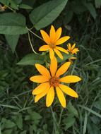 sunny yellow flowers in the garden, greens