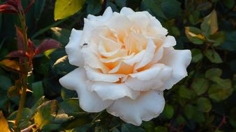 Rose, lush Yellow Flower on shrub