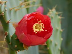 Flower Cactus Beauty
