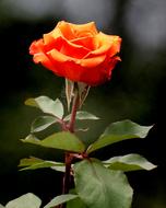 Close-up of the beautiful, orange and yellow rose flower with green leaves