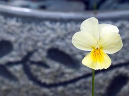 Close-up of the beautiful, orange, yellow and white flower of different shades