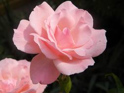 Pink Rose flower at Spring