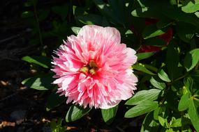 Close-up of the beautiful, pink, white and yellow peony flower among the green leaves, in sunlight