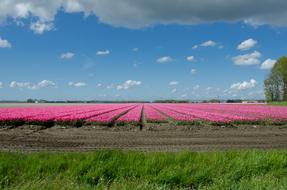 Dutch pink Tulip Field