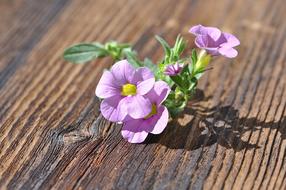 Flower Flowers Pink