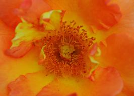 Rose Orange Flower bloom