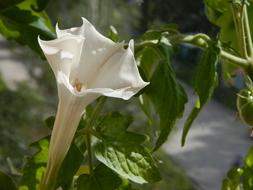 Datura White Flower and Green Leaves