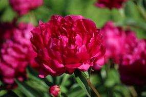 pink Peony Flower at Garden