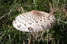 Mushroom Autumn Parasol