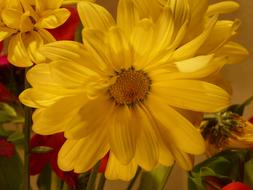Flower Yellow Chrysanthemum