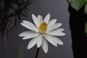 Water Lily Flower on dark water close-up