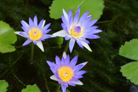 Water Lily Flower on water close-up